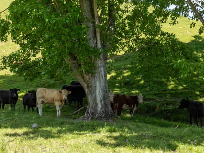 281 Tadmor Valley Road, Tapawera