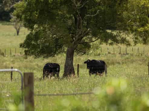 141 Neavesville Road, Puriri