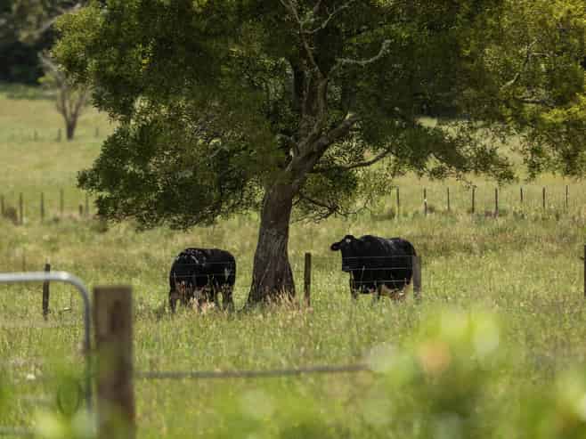 141 Neavesville Road, Puriri