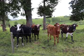 346 Lincoln Road, Inglewood