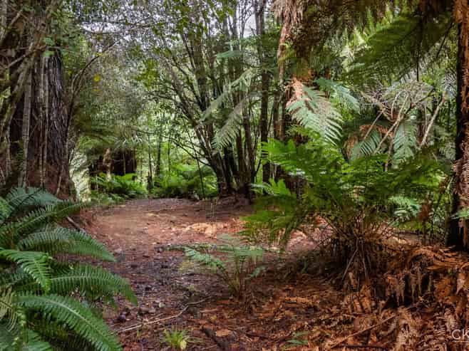  Akatarawa Road, Brown Owl