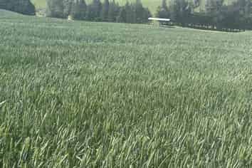  Finlays Road, Windsor