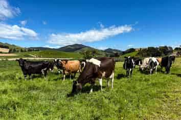 1024 Owaka Valley Road, Owaka