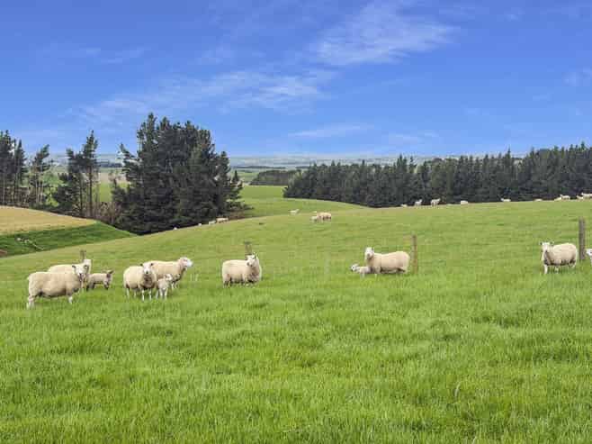 20 Carruthers Road, Ashley Downs