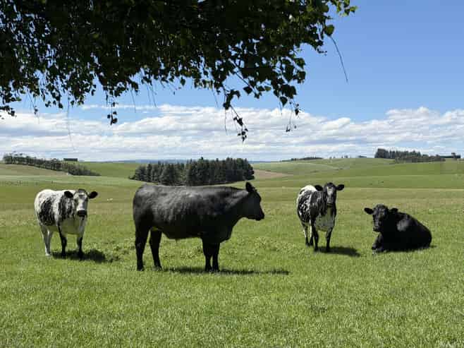 20 Carruthers Road, Ashley Downs