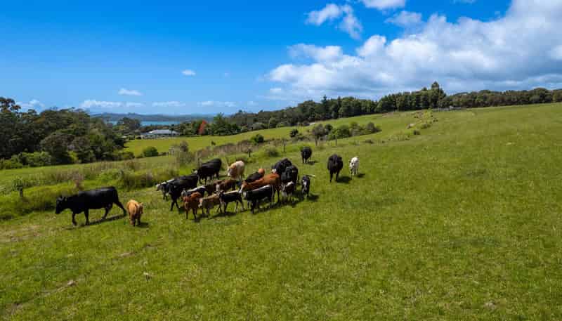111 Magnolia Tree Way, Kerikeri