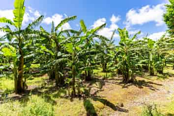 146 Bint Road, Maungakaramea