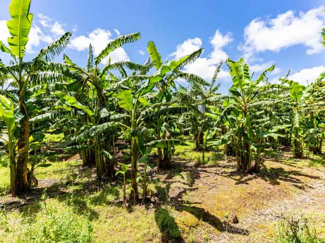 146 Bint Road, Maungakaramea