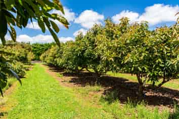 146 Bint Road, Maungakaramea