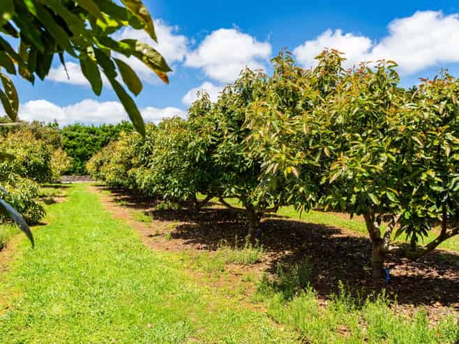 146 Bint Road, Maungakaramea