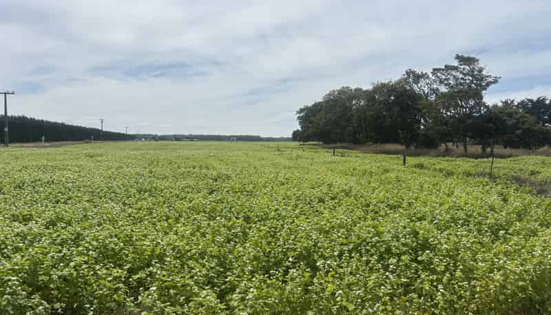  Waimate Highway, Saint Andrews