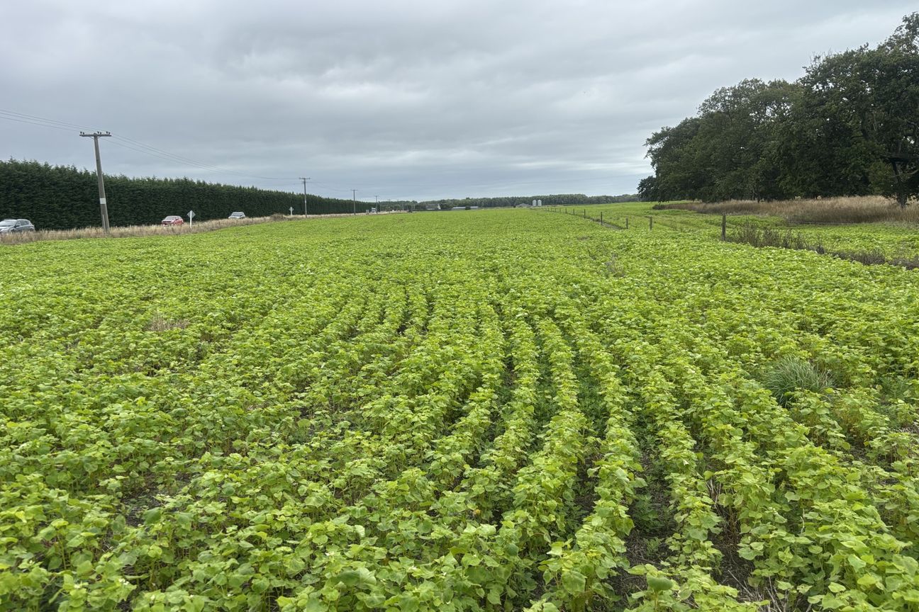 Buy 6.8ha get 9.2 ha - View 2