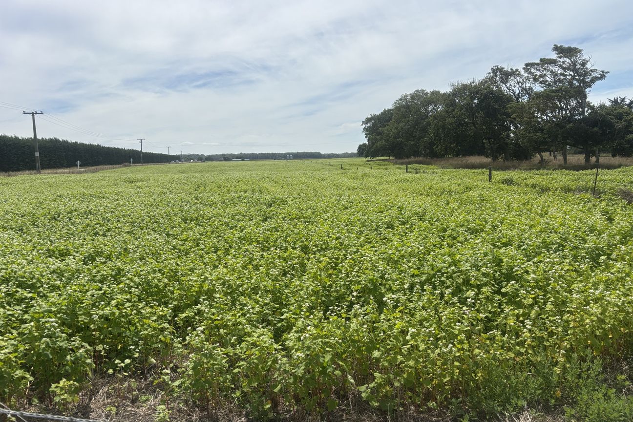 Buy 6.8ha get 9.2 ha - View 3
