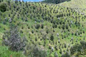 177A Moir Hill Road, Puhoi