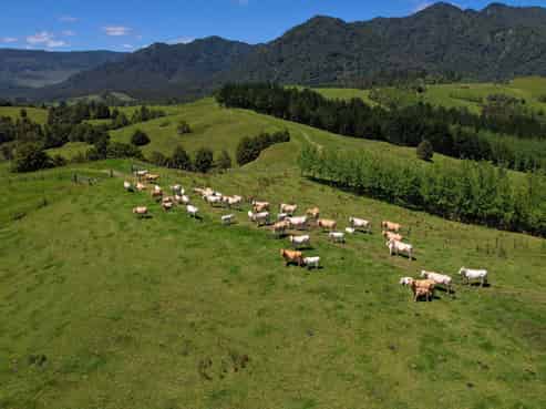 2231 State Highway 12, Waima