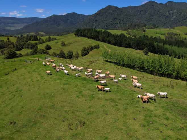 2231 State Highway 12, Waima