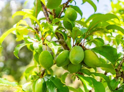 43 Gorge Road, Maungaturoto