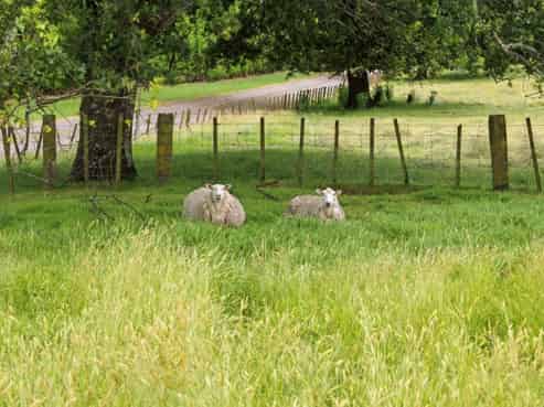 263 Old Coach Road, Paengaroa