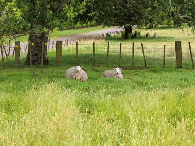 263 Old Coach Road, Paengaroa