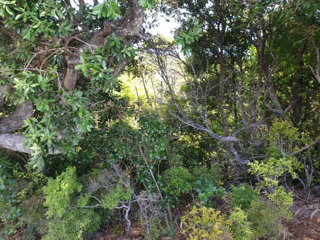 949 Tuateawa Road, Waikawau