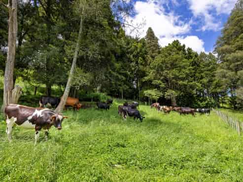 467A Te Mata Road, Raglan