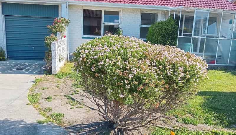 2/9 Division Street, Riccarton