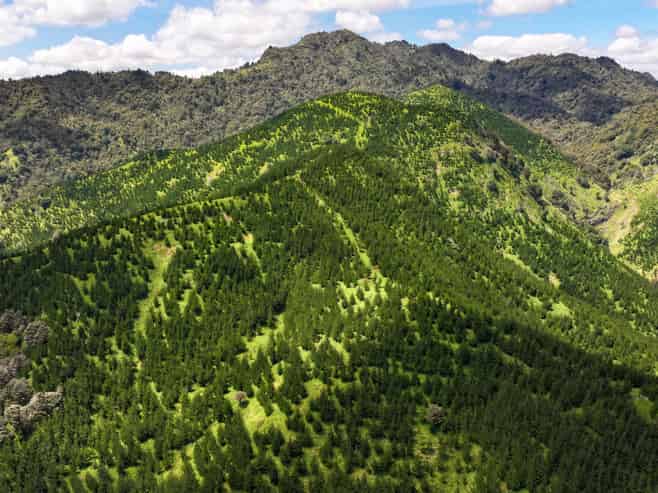 Pukehuia Road, Tangiteroria