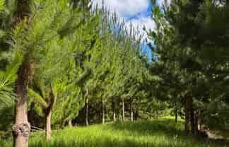 Pukehuia Road, Tangiteroria