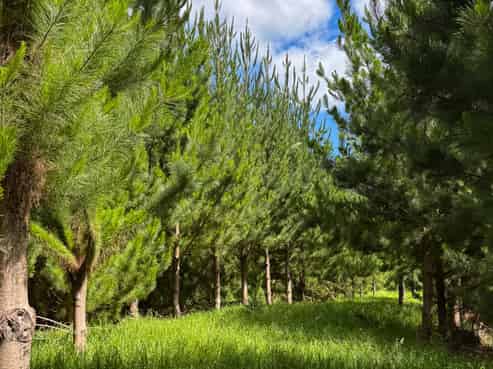 Pukehuia Road, Tangiteroria