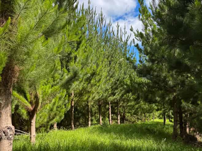 Pukehuia Road, Tangiteroria