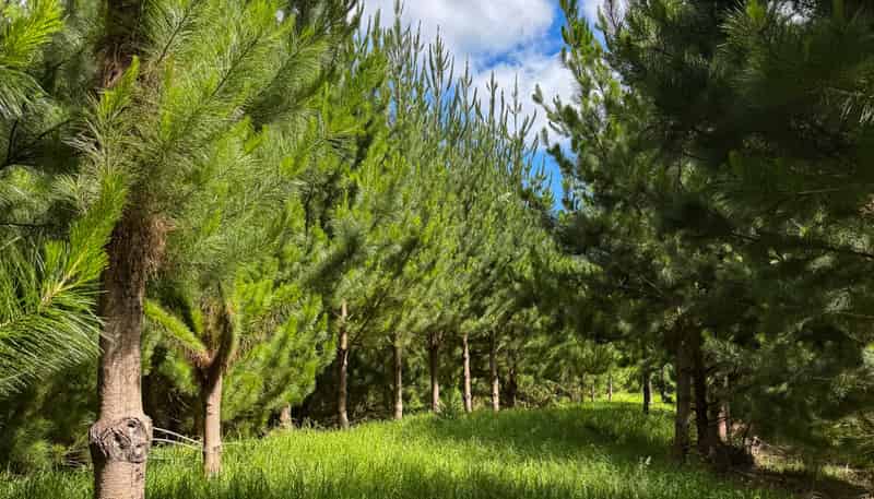 Pukehuia Road, Tangiteroria