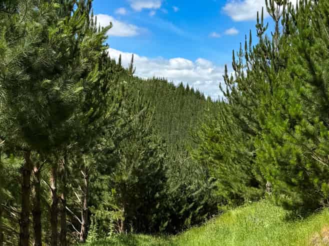 Pukehuia Road, Tangiteroria