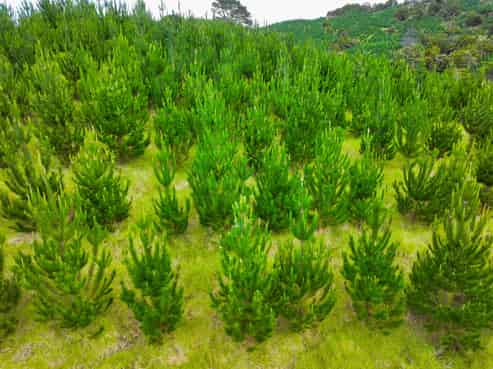 386 Pawarenga Road, Broadwood