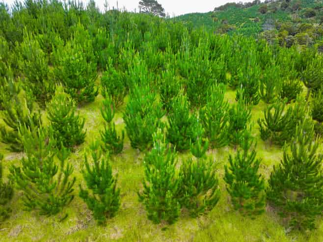 386 Pawarenga Road, Broadwood