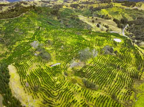 386 Pawarenga Road, Broadwood