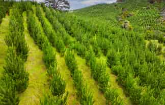 386 Pawarenga Road, Broadwood