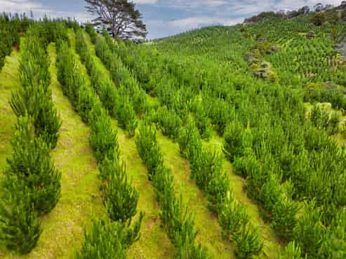 386 Pawarenga Road, Broadwood