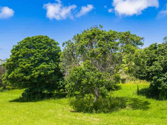 249 Barrier View Road, Mangawhai Heads