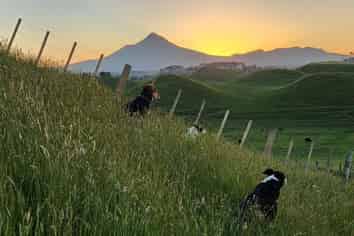 964 Tarata Road, Kaimata