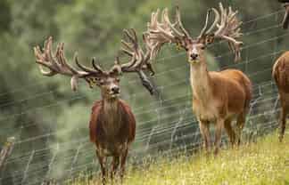 860 McHenrys Road, Kurow