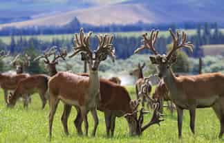 860 McHenrys Road, Kurow