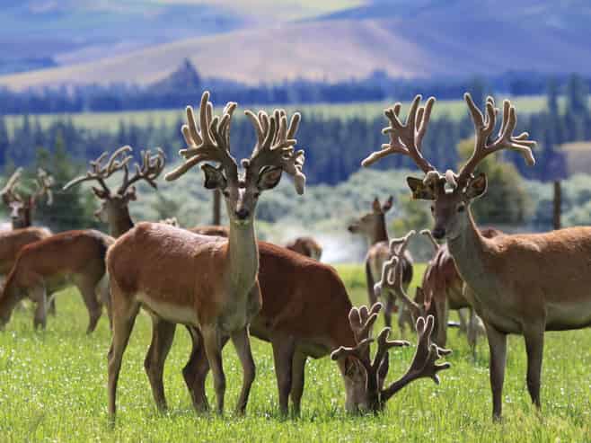 860 McHenrys Road, Kurow