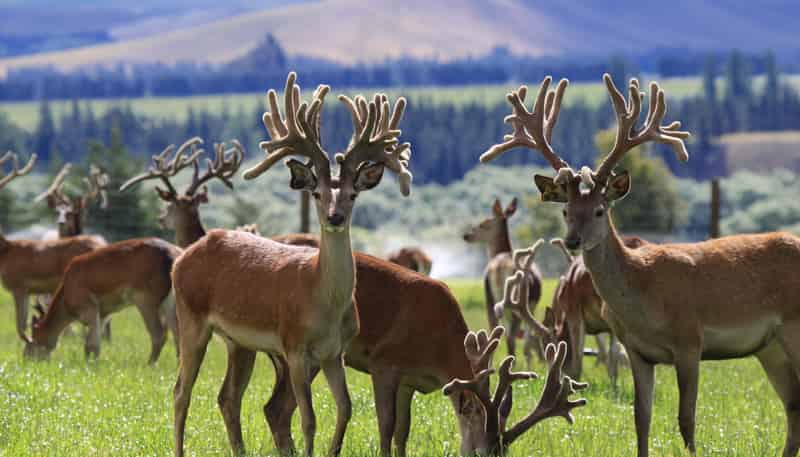 860 McHenrys Road, Kurow