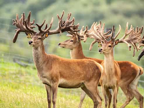 860 McHenrys Road, Kurow