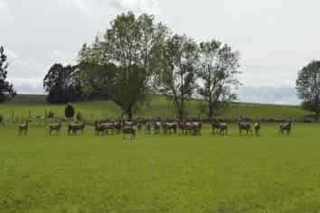 1148 Blackmount Redcliff Road, Te Anau