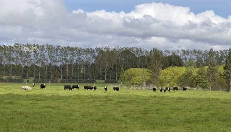 1148 Blackmount Redcliff Road, Te Anau