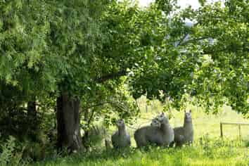 530 Old Woodcocks Road, Kaipara Flats