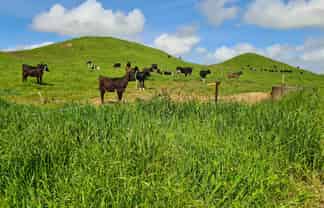 0n Parihaka Road, Pungarehu
