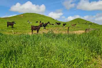 0n Parihaka Road, Pungarehu