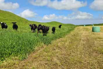 0n Parihaka Road, Pungarehu